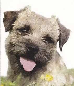 Hand Painted Effect Border Terrier Set - 15 x A4 Pages